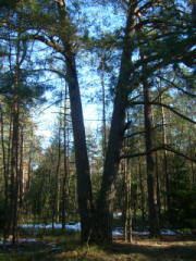 Baum im Suderburger Wald